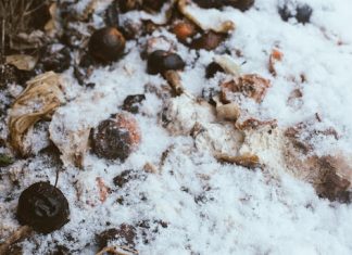 Composting in Winter: 8 Tips to Keep in Mind Composting in Winter: 8 Tips to Keep in Mind