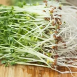 Broccoli sprouts benefits