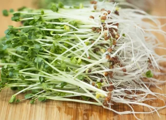 5 Proven Benefits Of Broccoli Sprouts Broccoli sprouts benefits