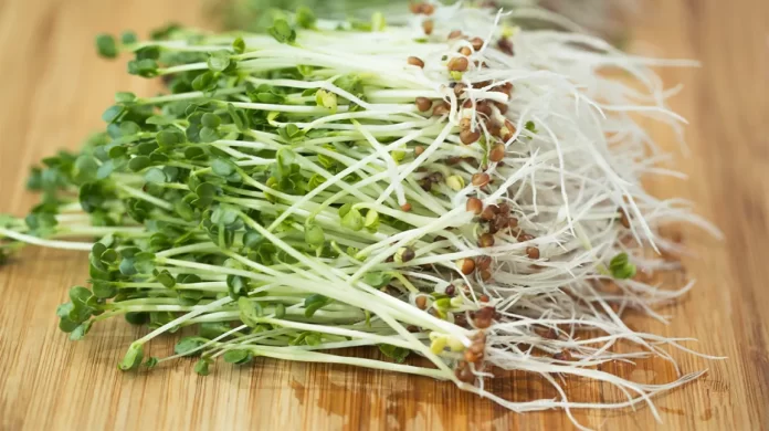 Broccoli sprouts benefits