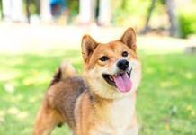 Top 6 Dogs Which Bark The Least Top 6 Dogs Which Bark The Least.