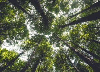 Smart Logging: Exploring Innovations For Sustainable Timber Harvesting